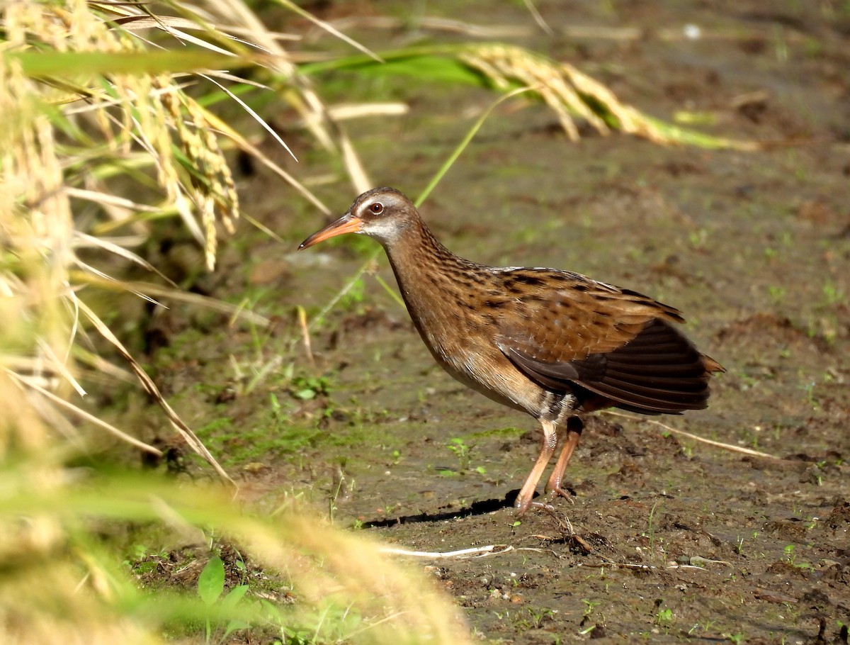 東亞秧雞 - ML643131123