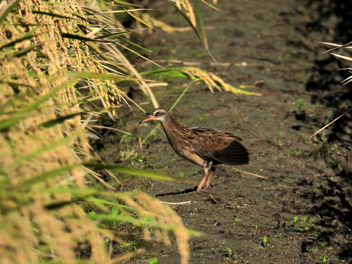 東亞秧雞 - ML643131124