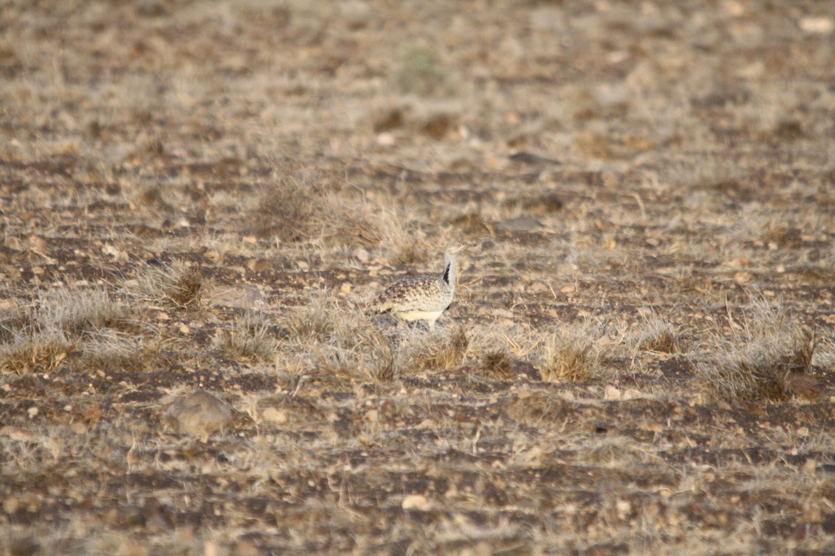 African Houbara (Canary Is.) - ML643131125