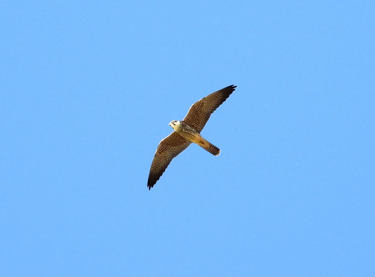 Eurasian Hobby - ML643131135