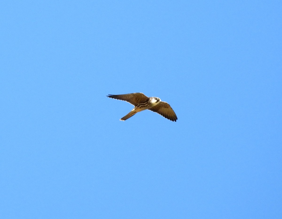 Eurasian Hobby - ML643131136