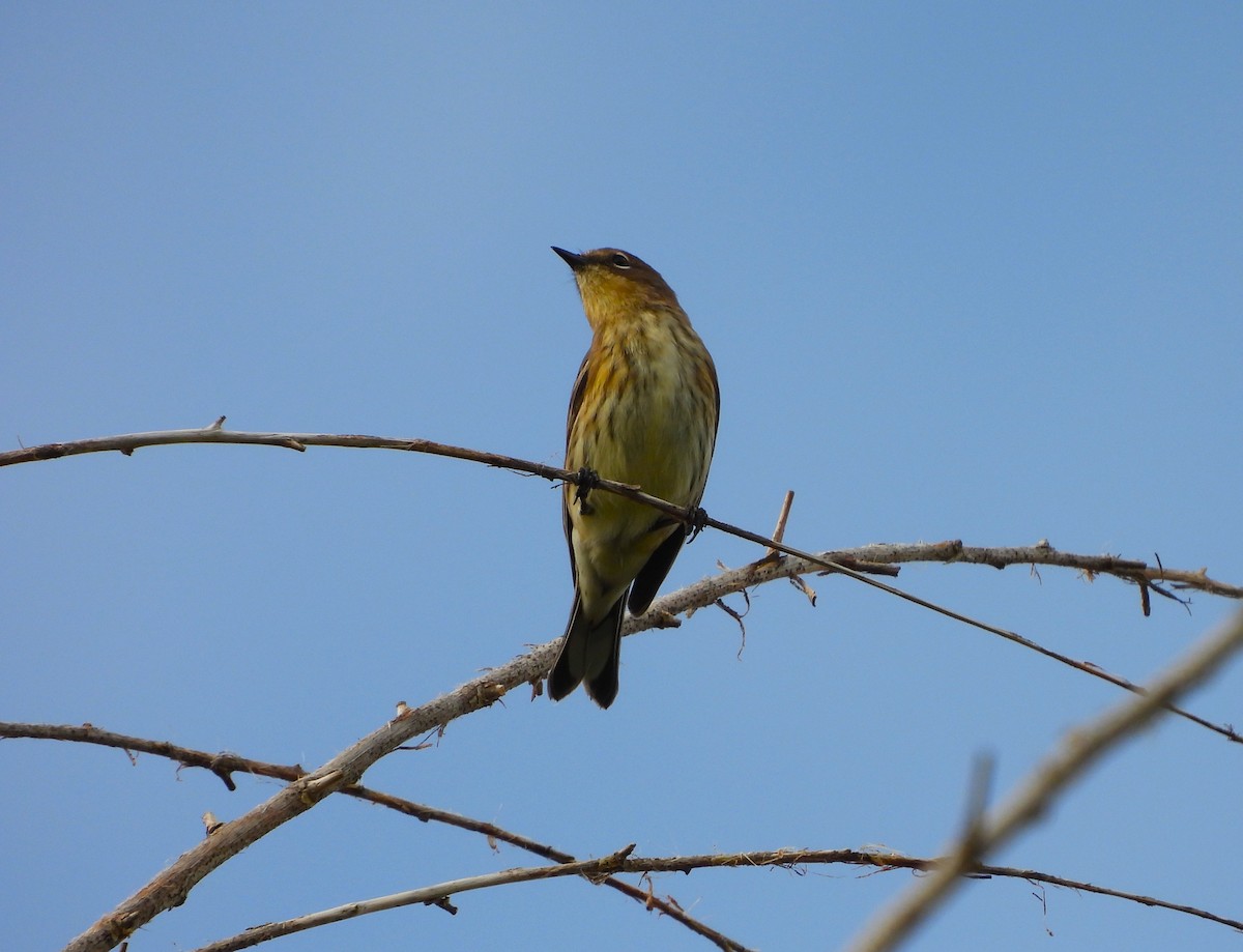 Yellow-rumped Warbler - ML643131155