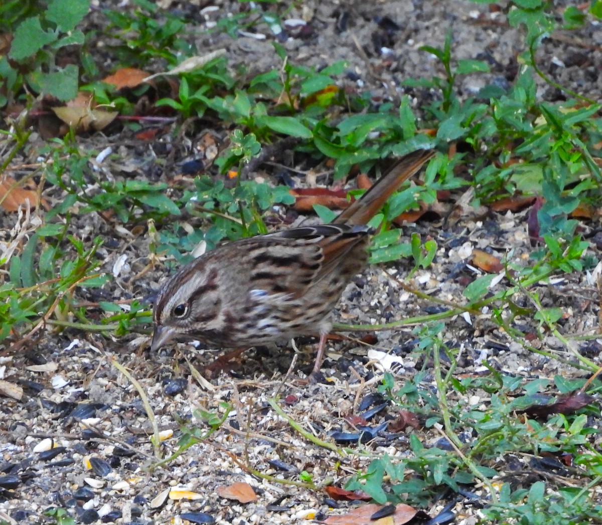 Song Sparrow - ML643131166