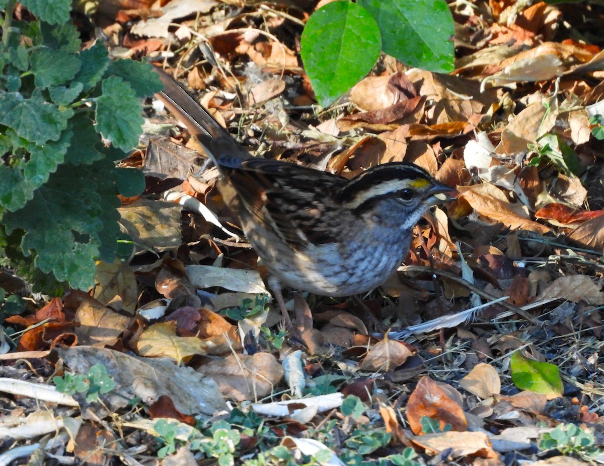 White-throated Sparrow - ML643131167