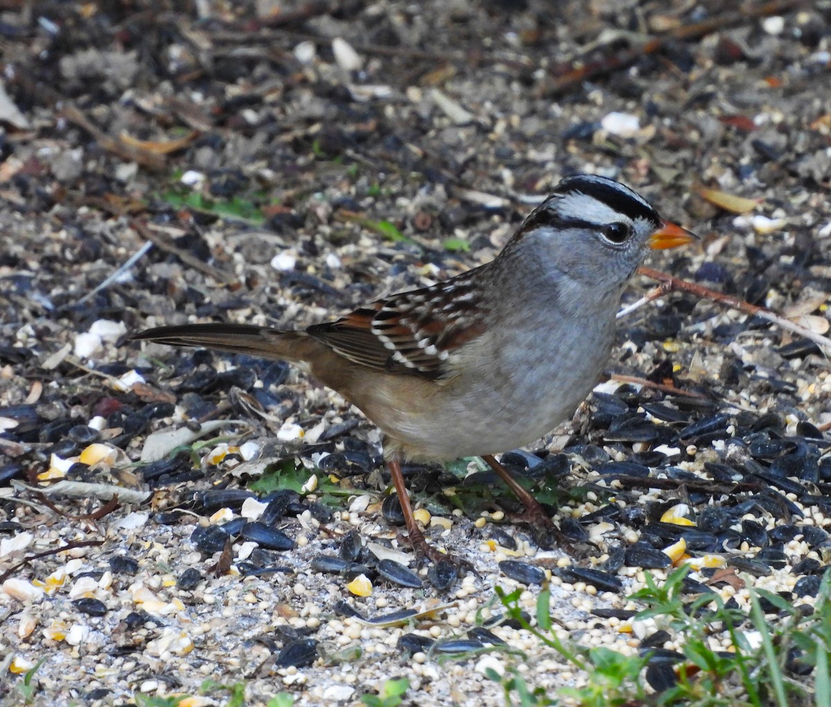 White-crowned Sparrow - ML643131171
