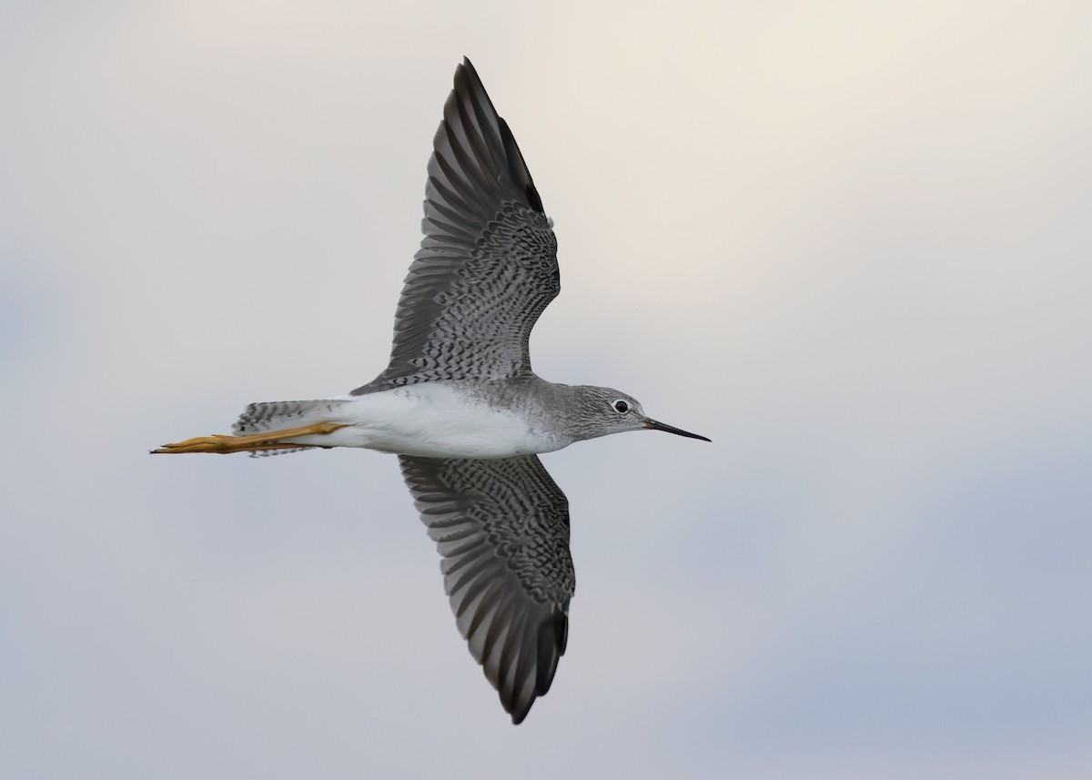 Lesser Yellowlegs - Ayuwat Jearwattanakanok