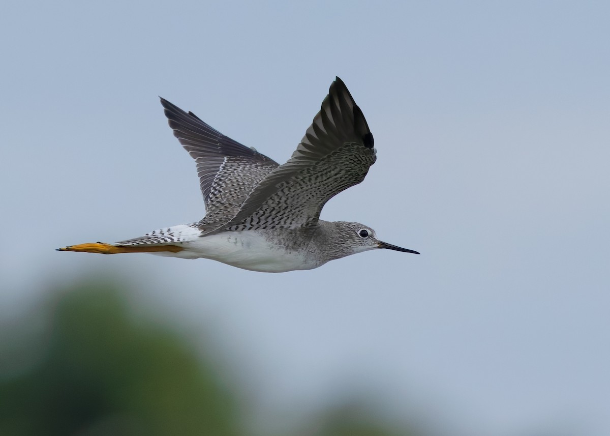 Lesser Yellowlegs - Ayuwat Jearwattanakanok