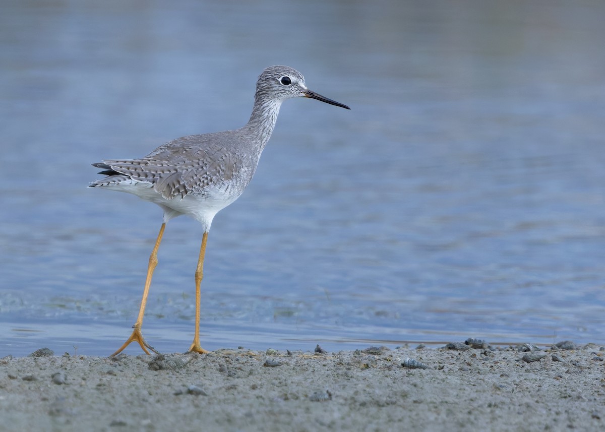 Lesser Yellowlegs - Ayuwat Jearwattanakanok