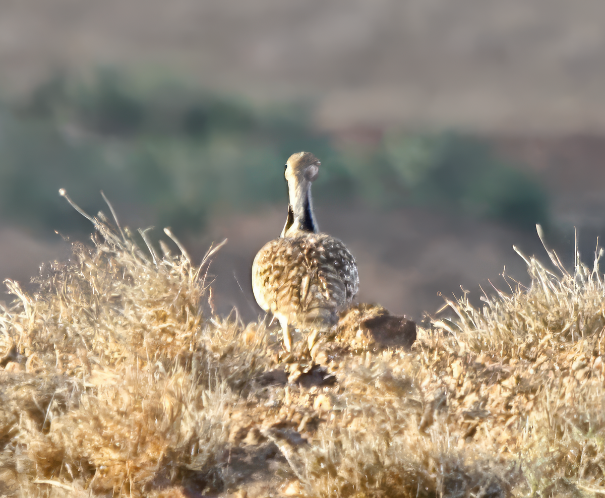 African Houbara (Canary Is.) - ML643131235