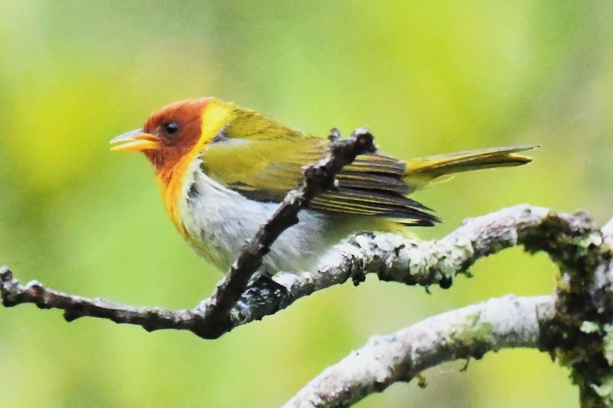 Rufous-headed Tanager - ML643131240