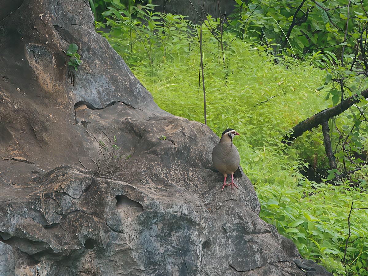Arabian Partridge - ML643131254