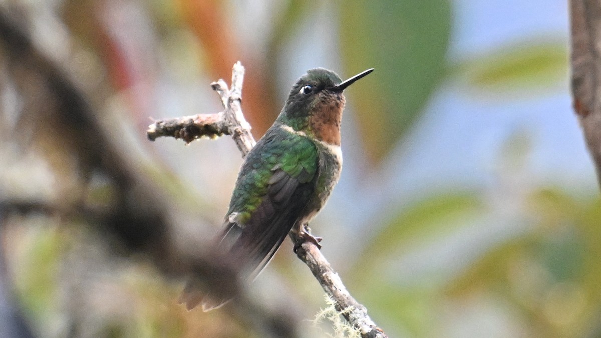 Amethyst-throated Sunangel - ML643131256