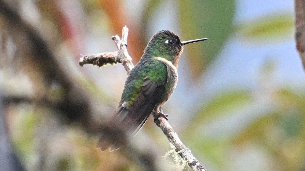 Amethyst-throated Sunangel - ML643131261
