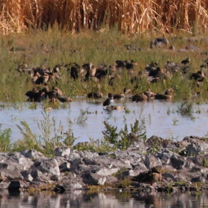 anatidé sp. (canard sp.) - ML643131264