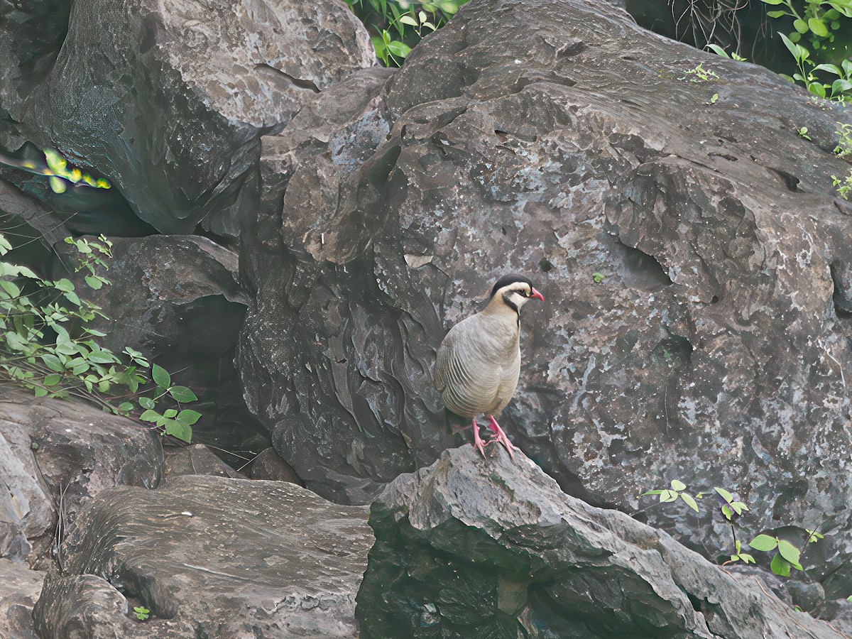 Arabian Partridge - ML643131266