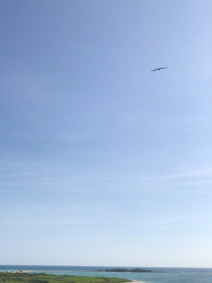 Magnificent Frigatebird - ML643131269