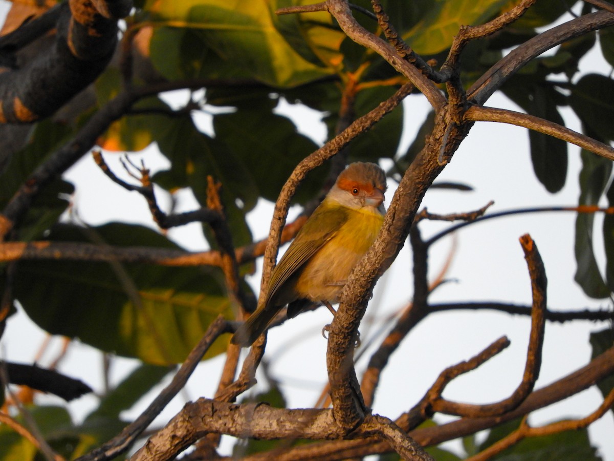 Rufous-browed Peppershrike - ML643131276