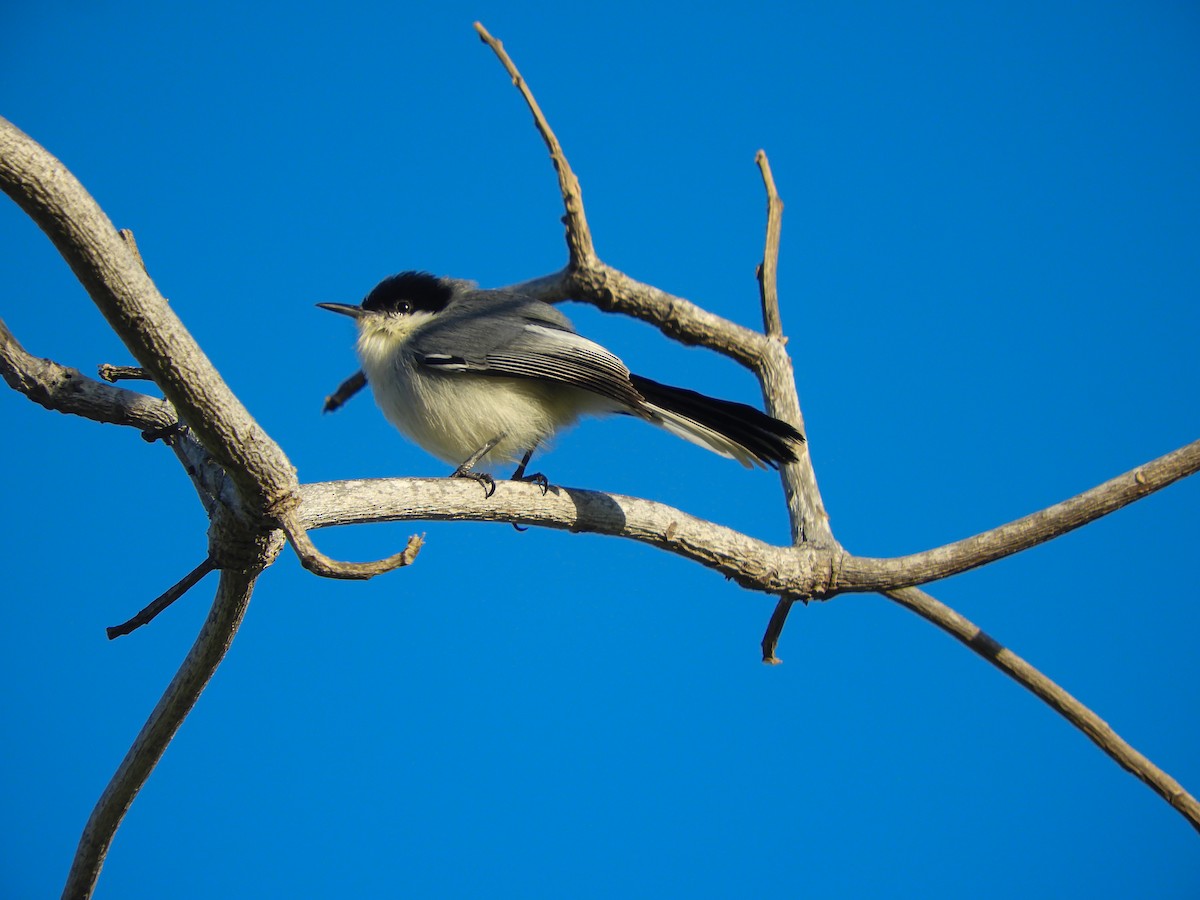 Tropical Gnatcatcher (atricapilla) - ML643131291