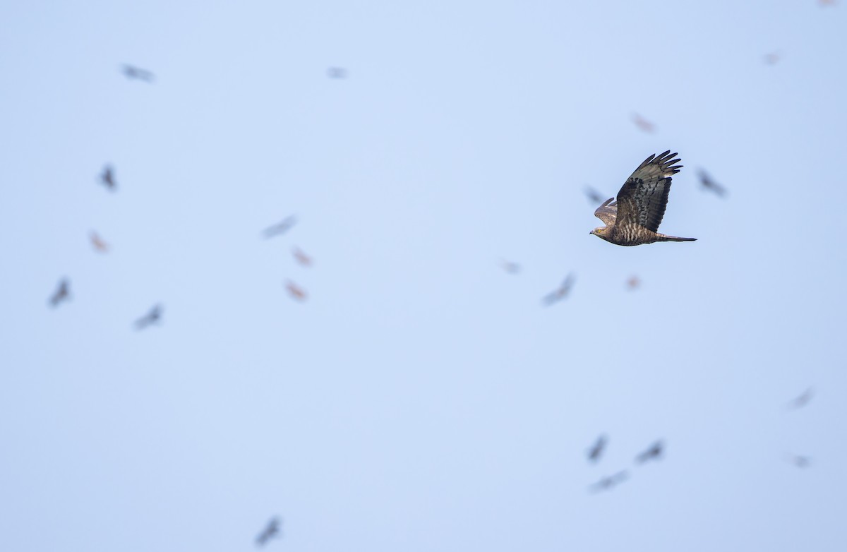 European Honey-buzzard - ML643131296