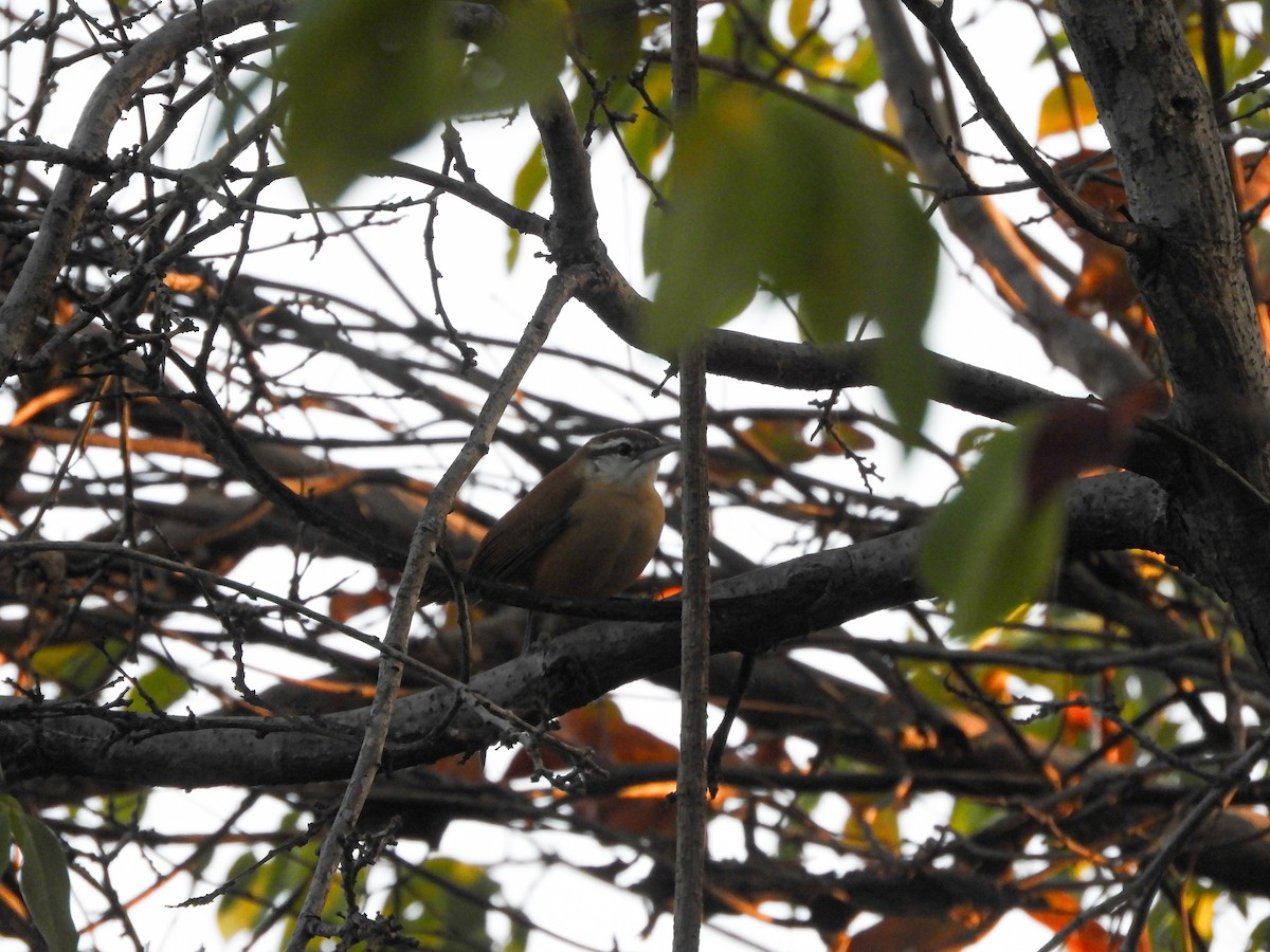 Long-billed Wren - ML643131309