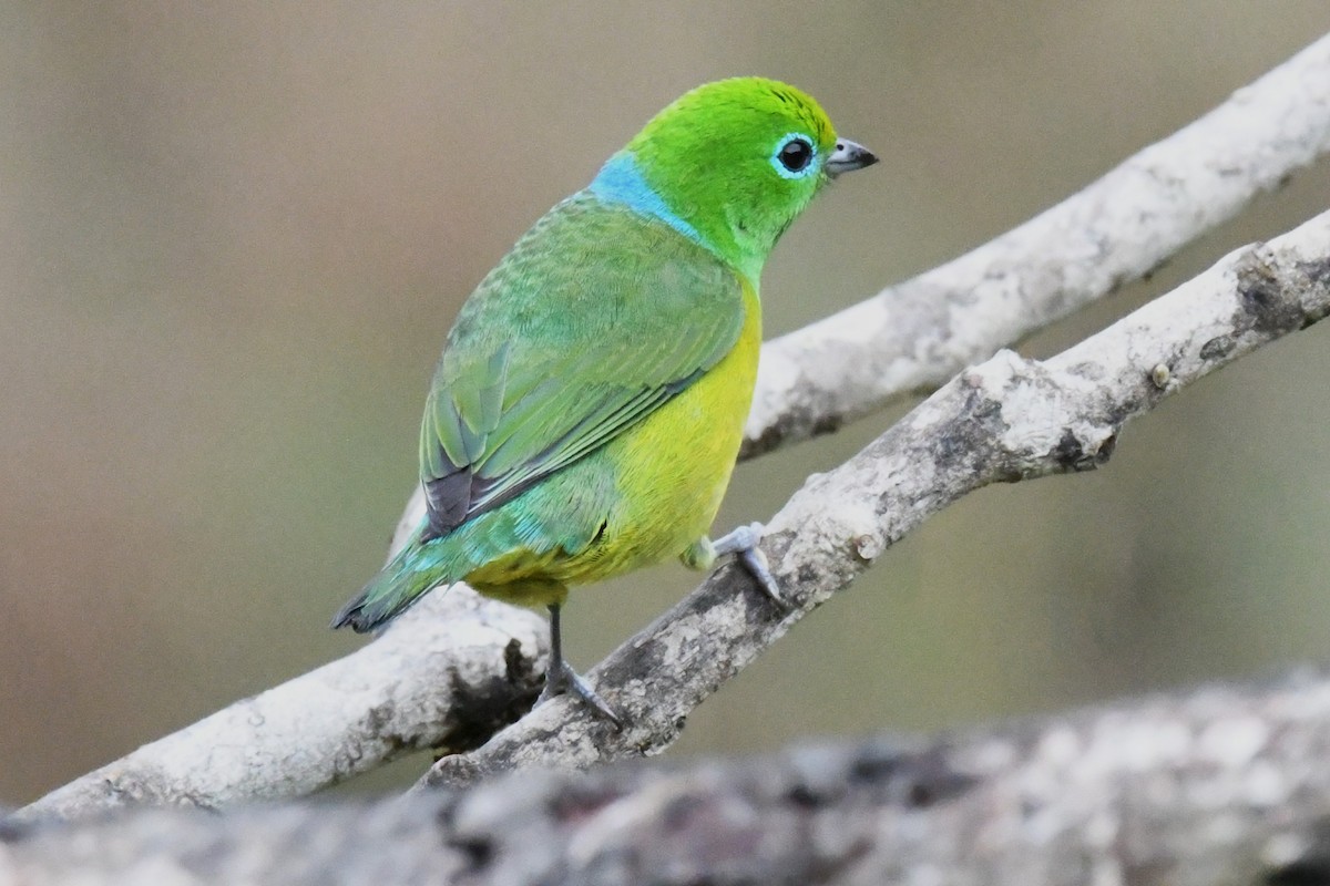 Blue-naped Chlorophonia - ML643131313