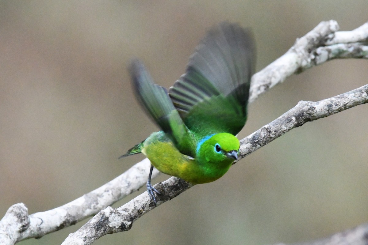 Blue-naped Chlorophonia - ML643131314