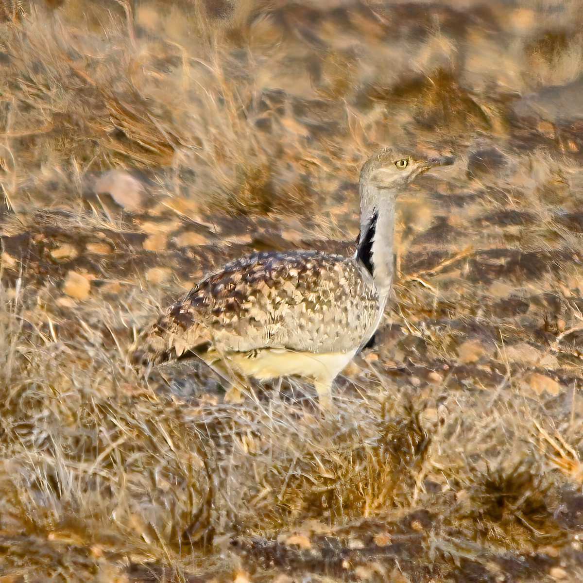 African Houbara (Canary Is.) - ML643131324