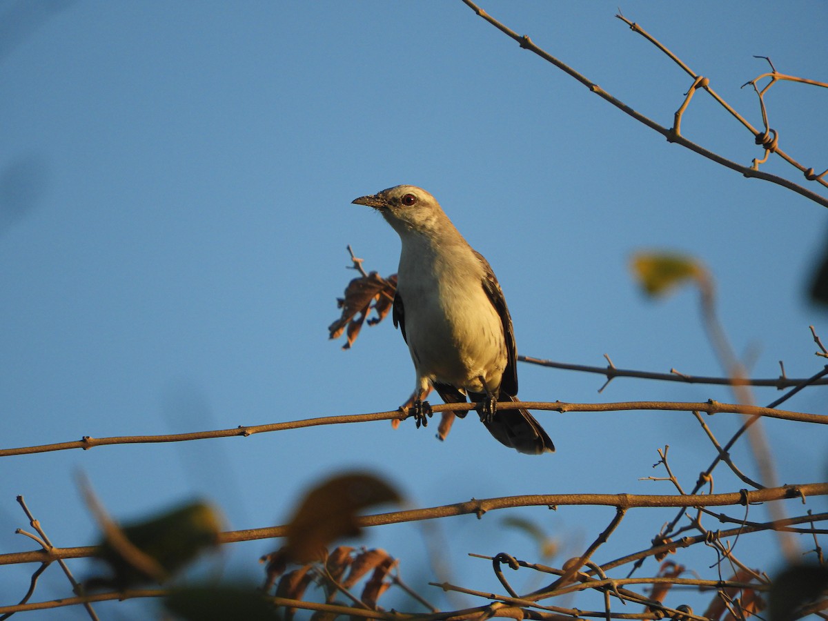 Tropical Mockingbird - ML643131327