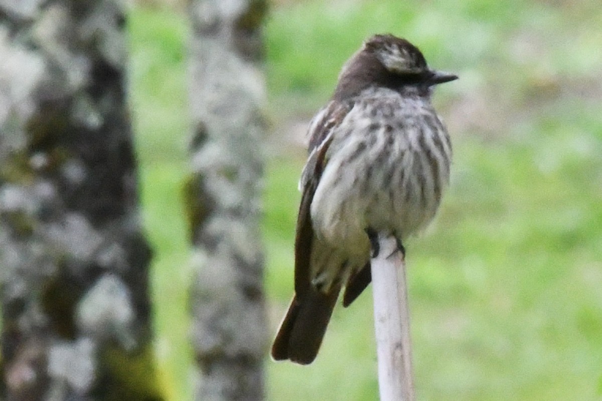 Variegated Flycatcher - ML643131345