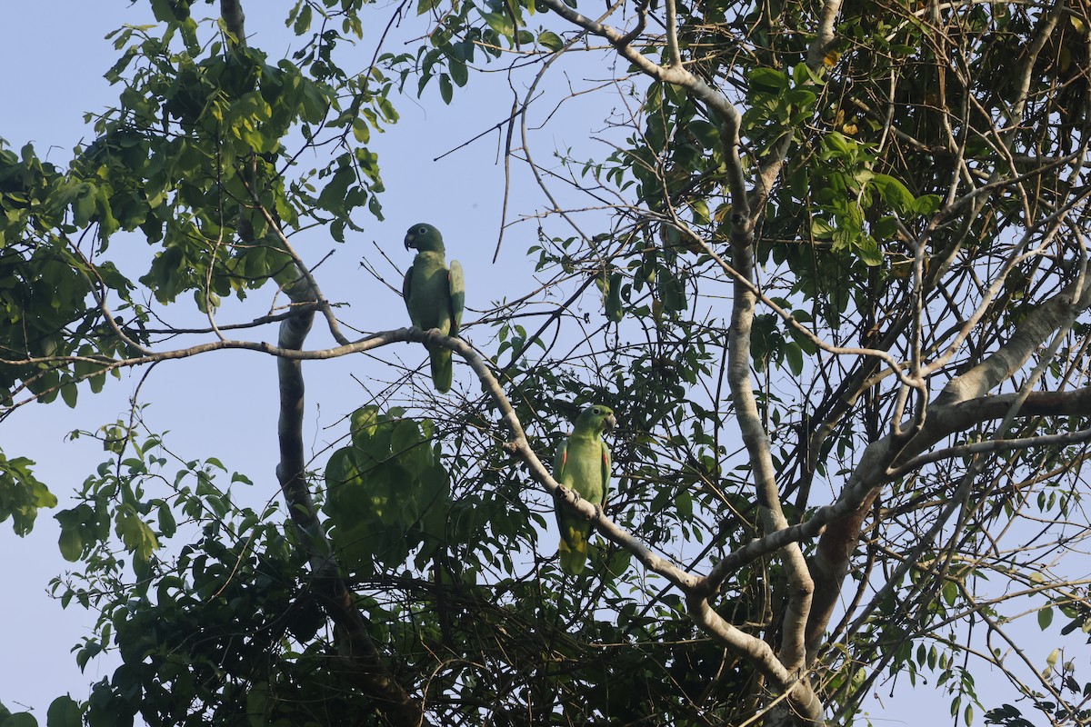 Mealy Amazon - ML643131352