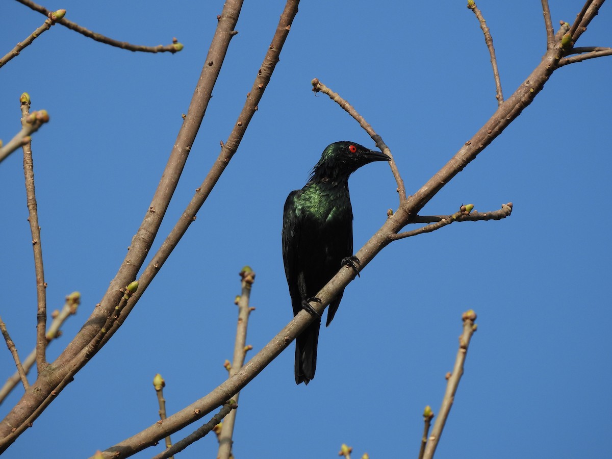Asian Glossy Starling - ML643131361