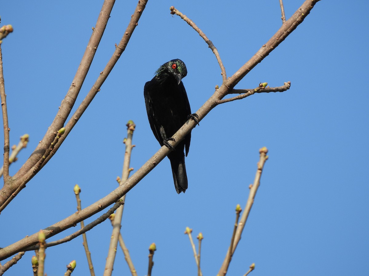 Asian Glossy Starling - ML643131362