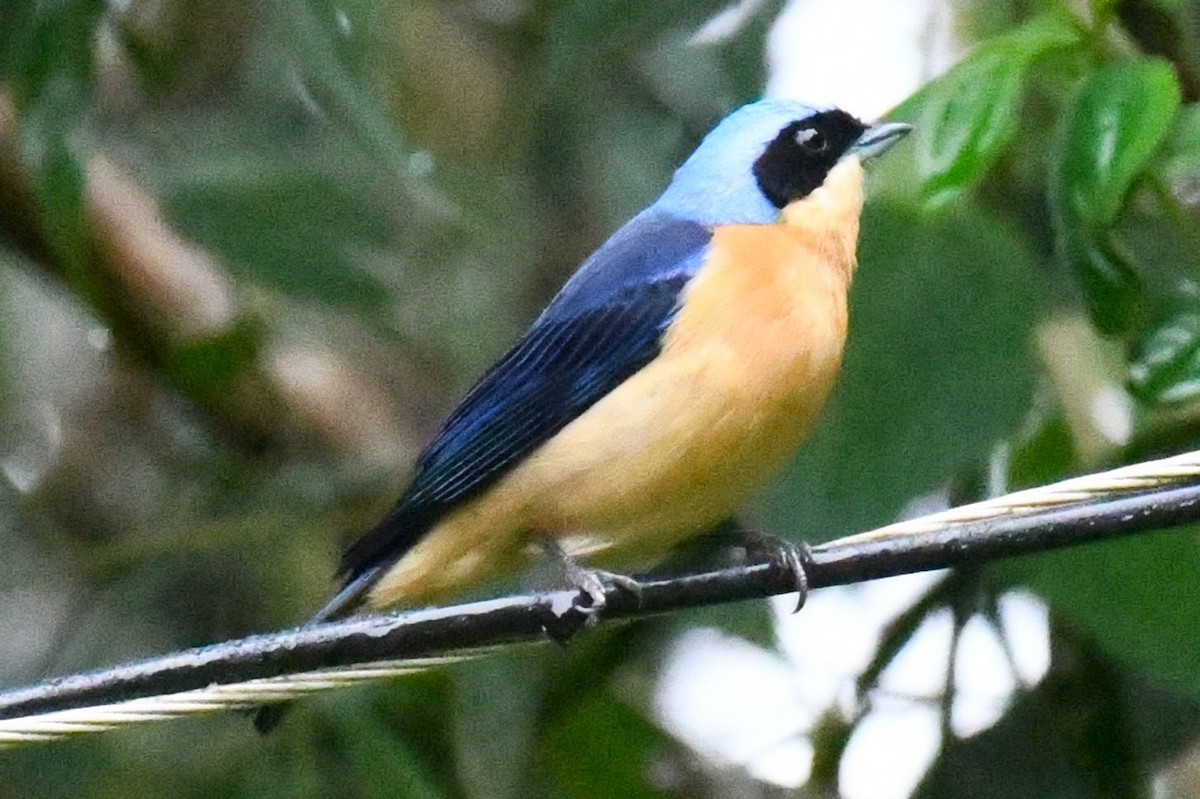 Fawn-breasted Tanager - ML643131401