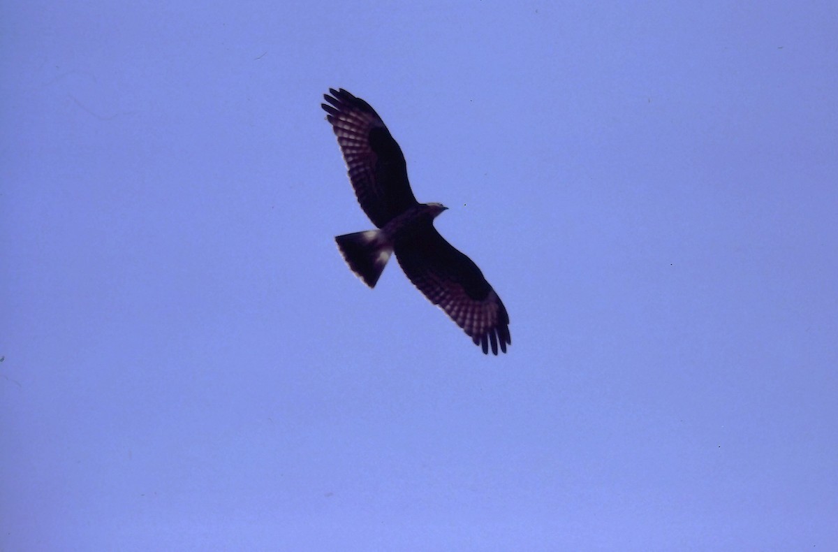 Snail Kite - ML643131414