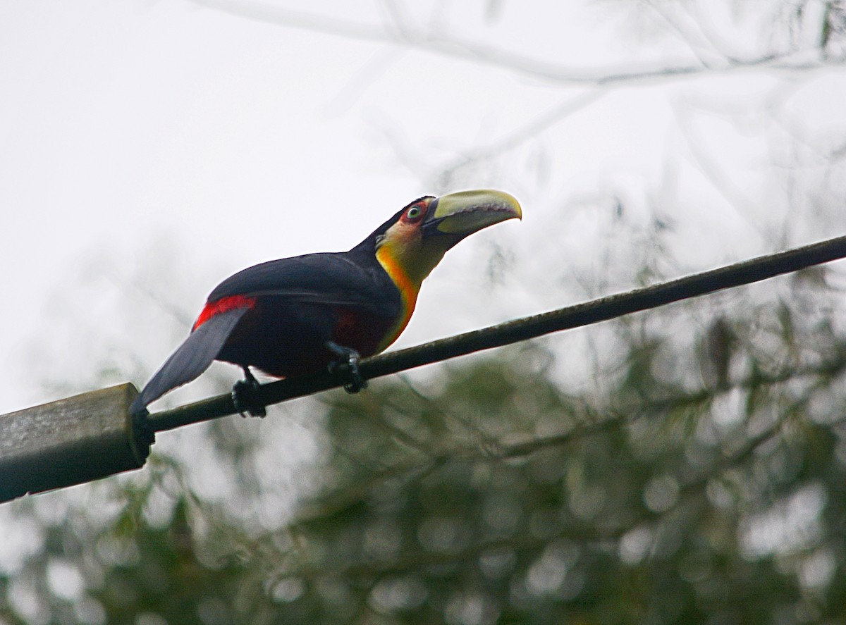 Red-breasted Toucan - ML643131434