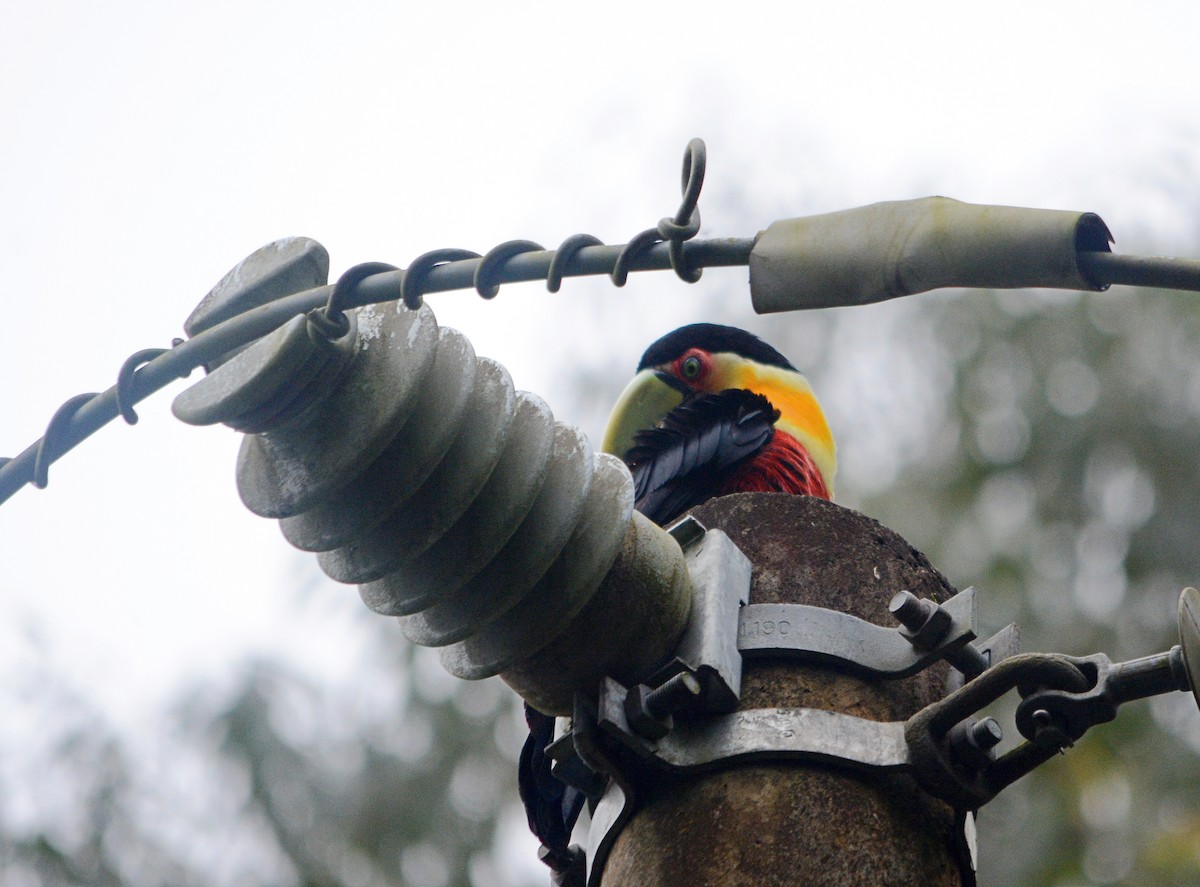 Red-breasted Toucan - ML643131436