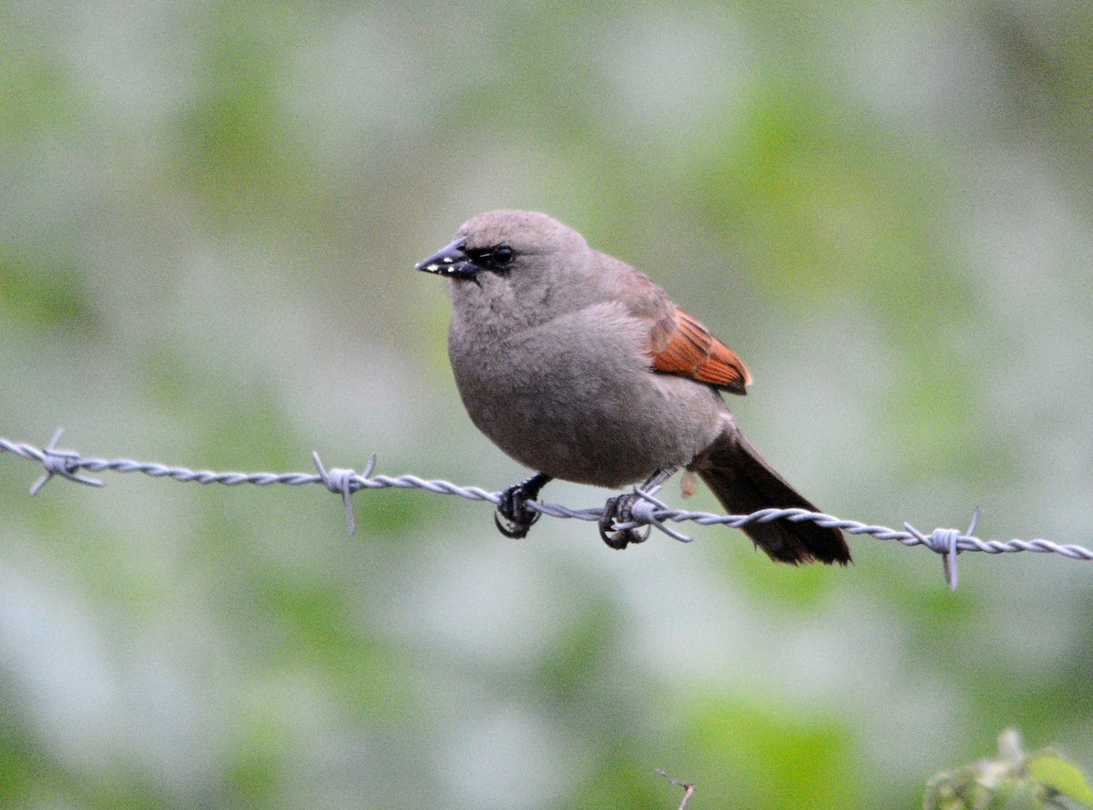Grayish Baywing - ML643131446