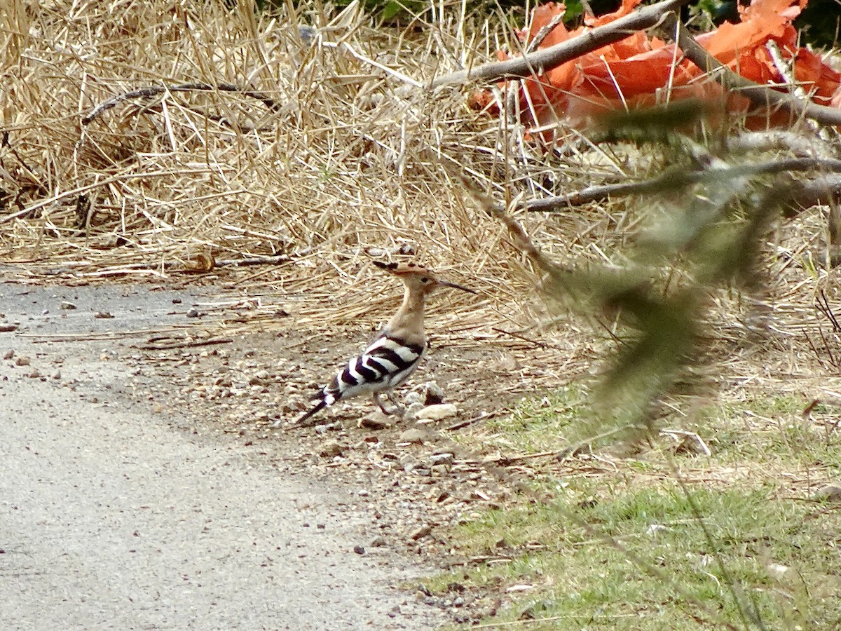 Common Hoopoe - ML643131461