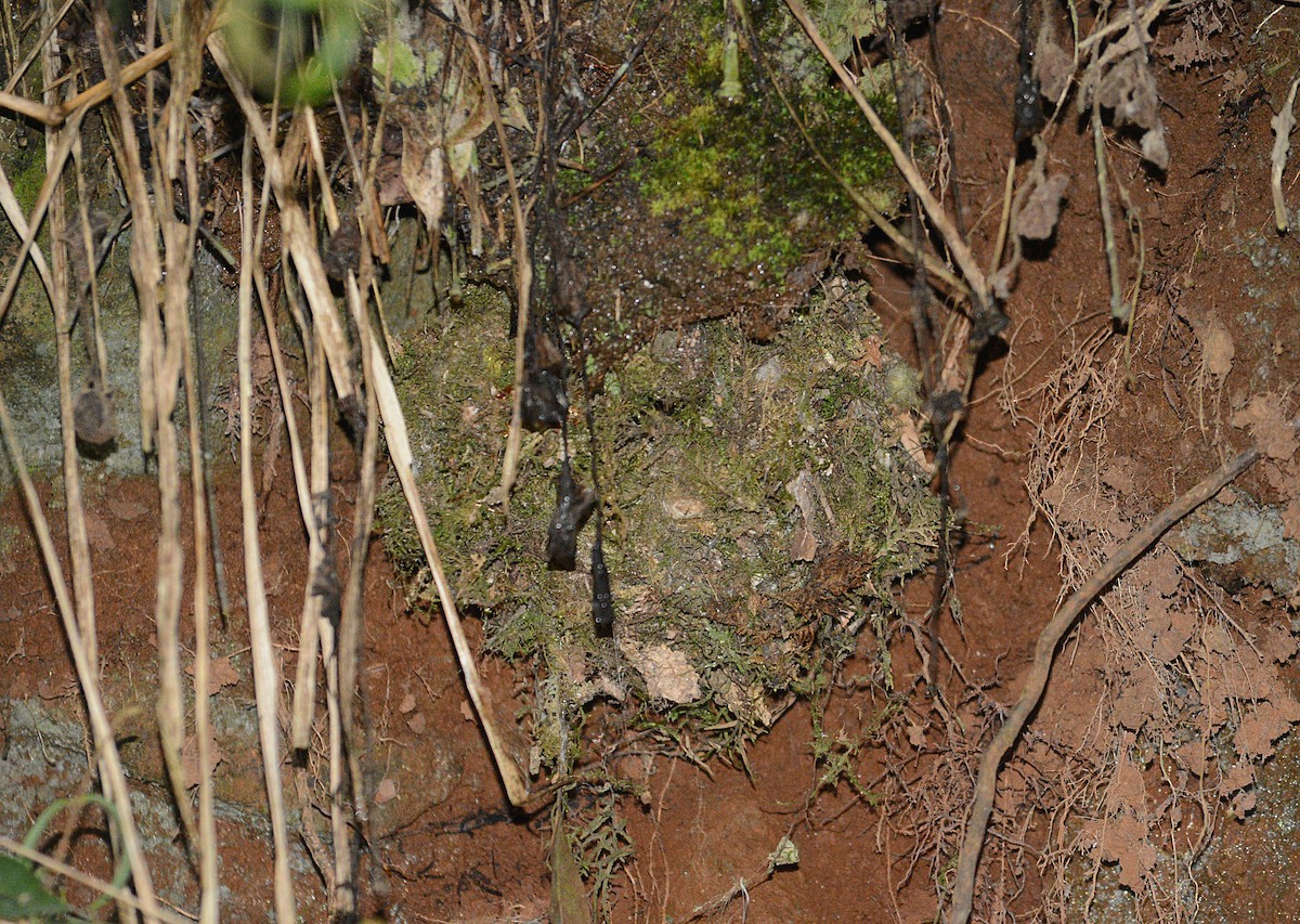 Sepia-capped Flycatcher - ML643131464