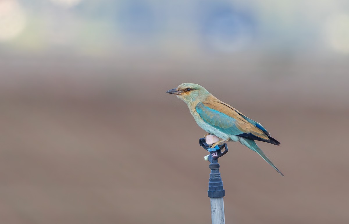 European Roller - ML643131469