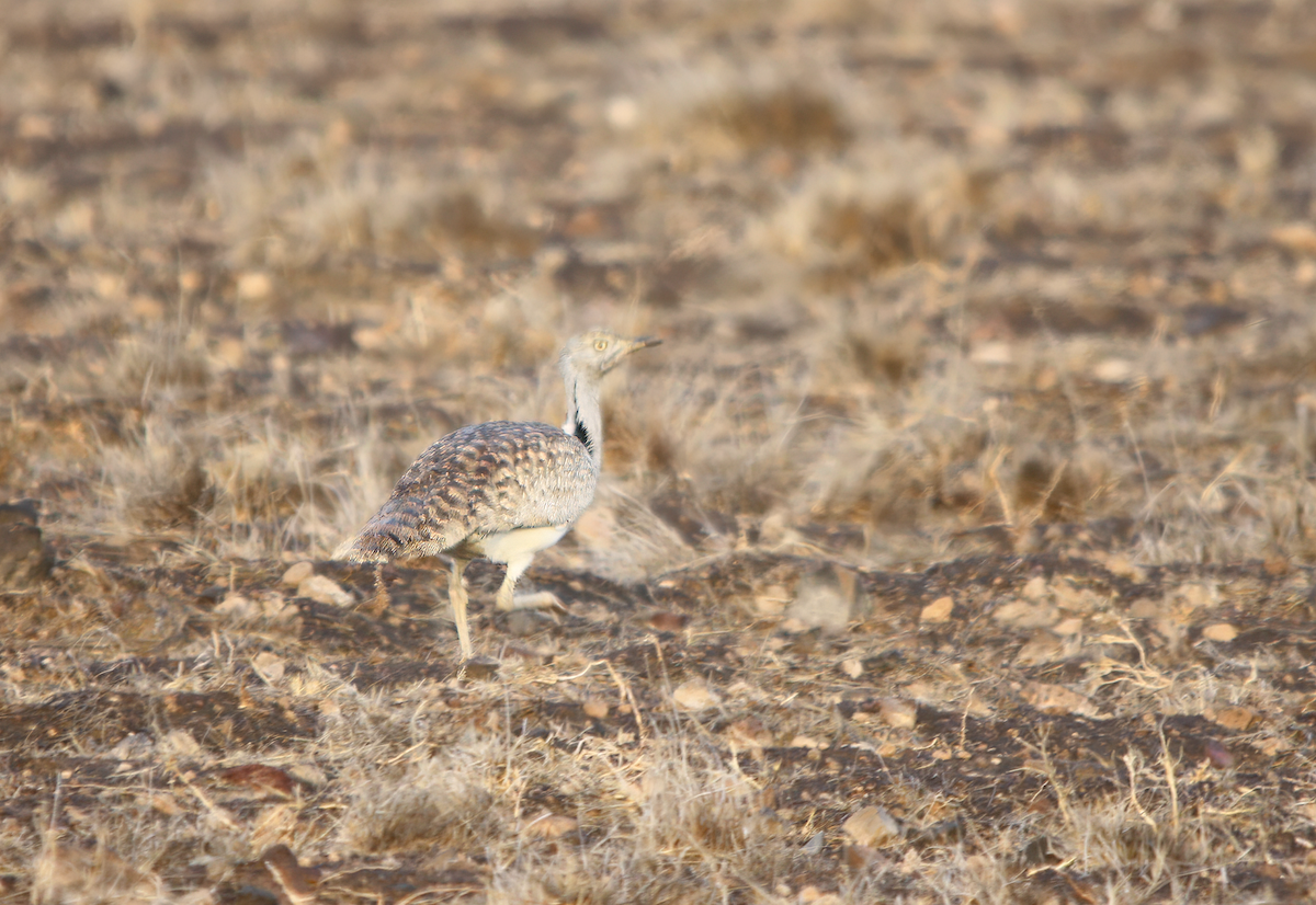 African Houbara (Canary Is.) - ML643131477