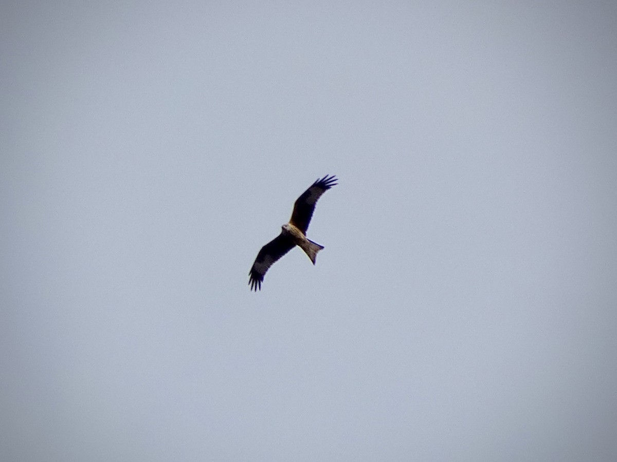 Red Kite - ML643131480