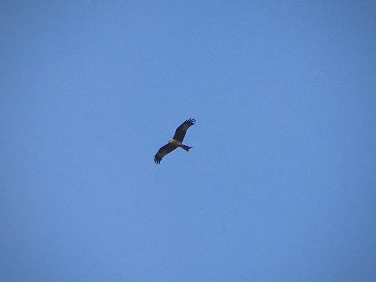 Red Kite - ML643131481