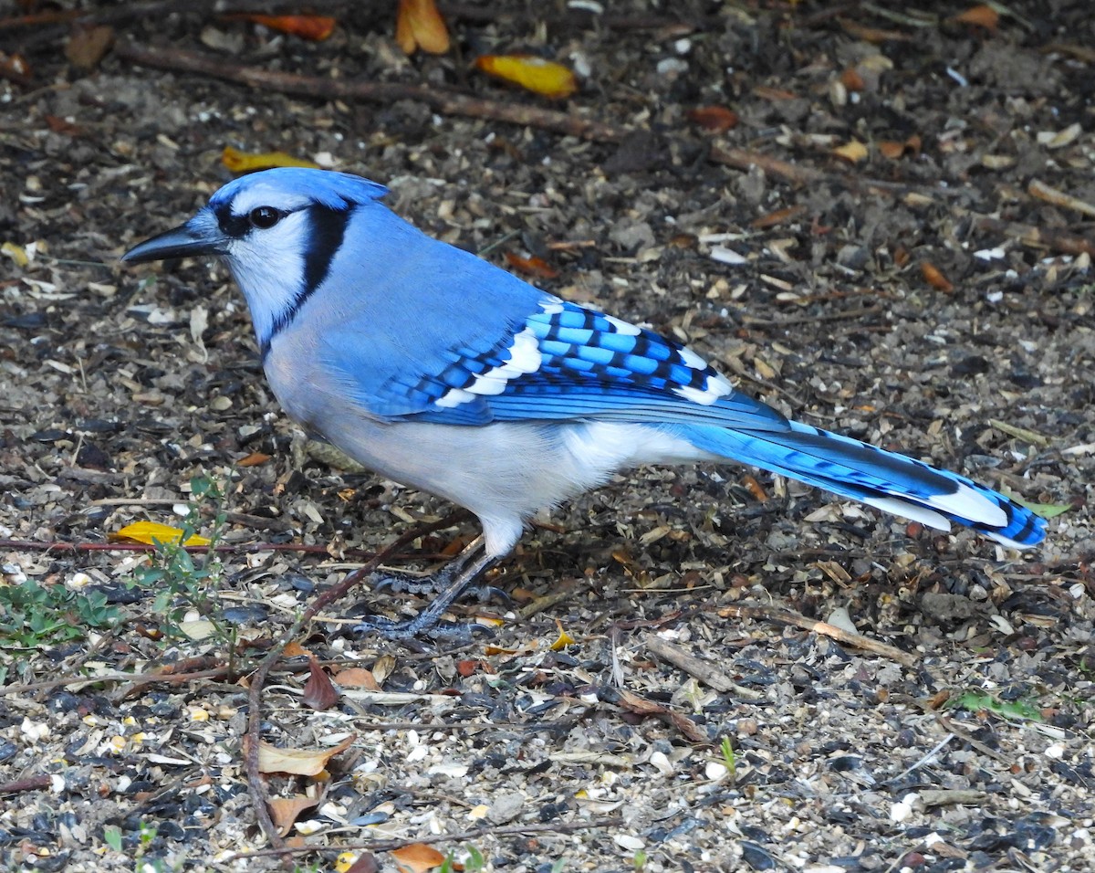 Blue Jay - ML643131520