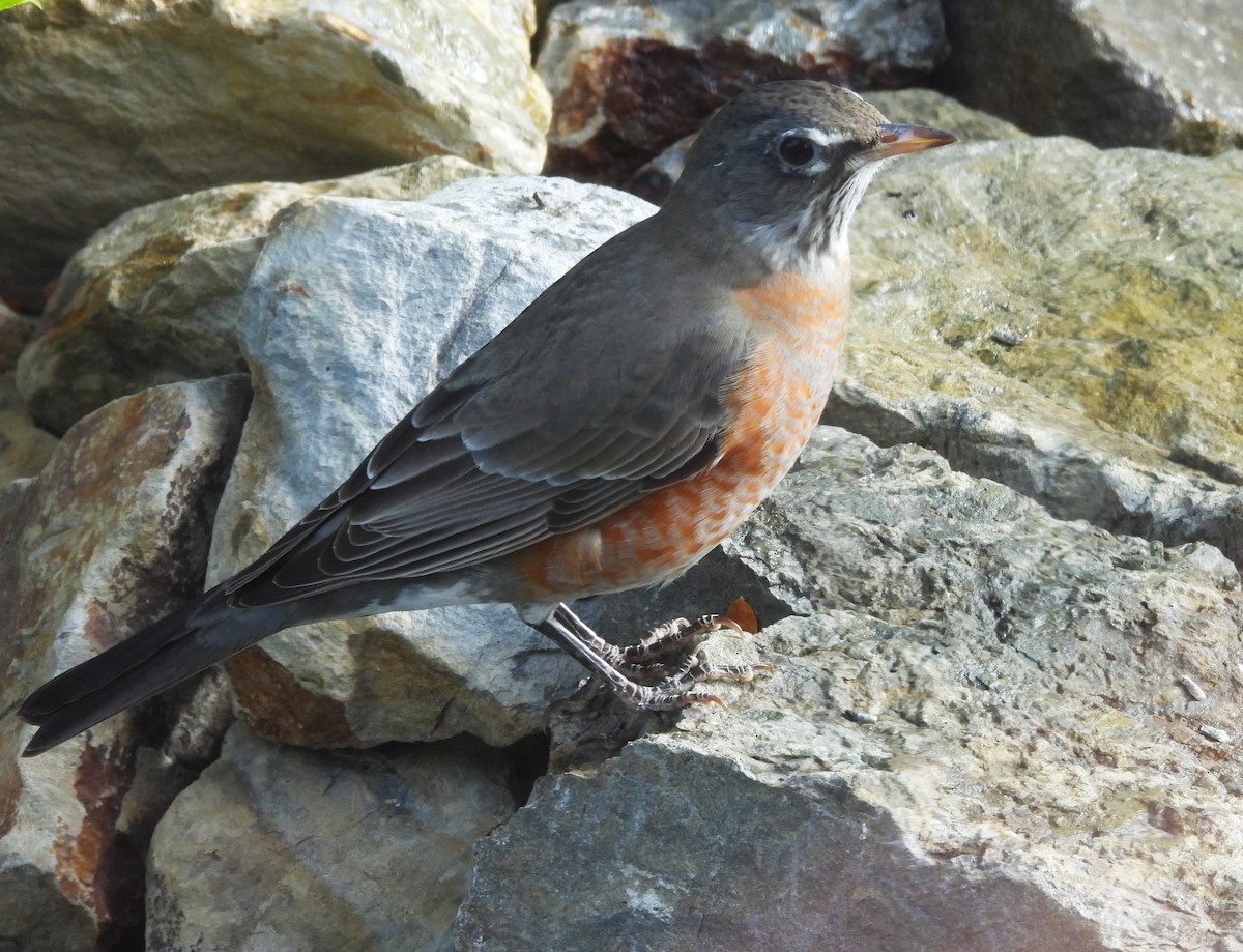 American Robin - ML643131521