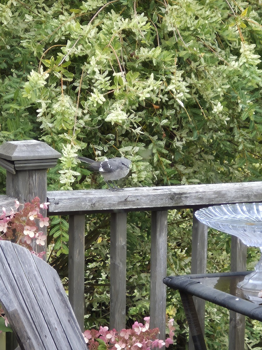 Northern Mockingbird - ML643131523