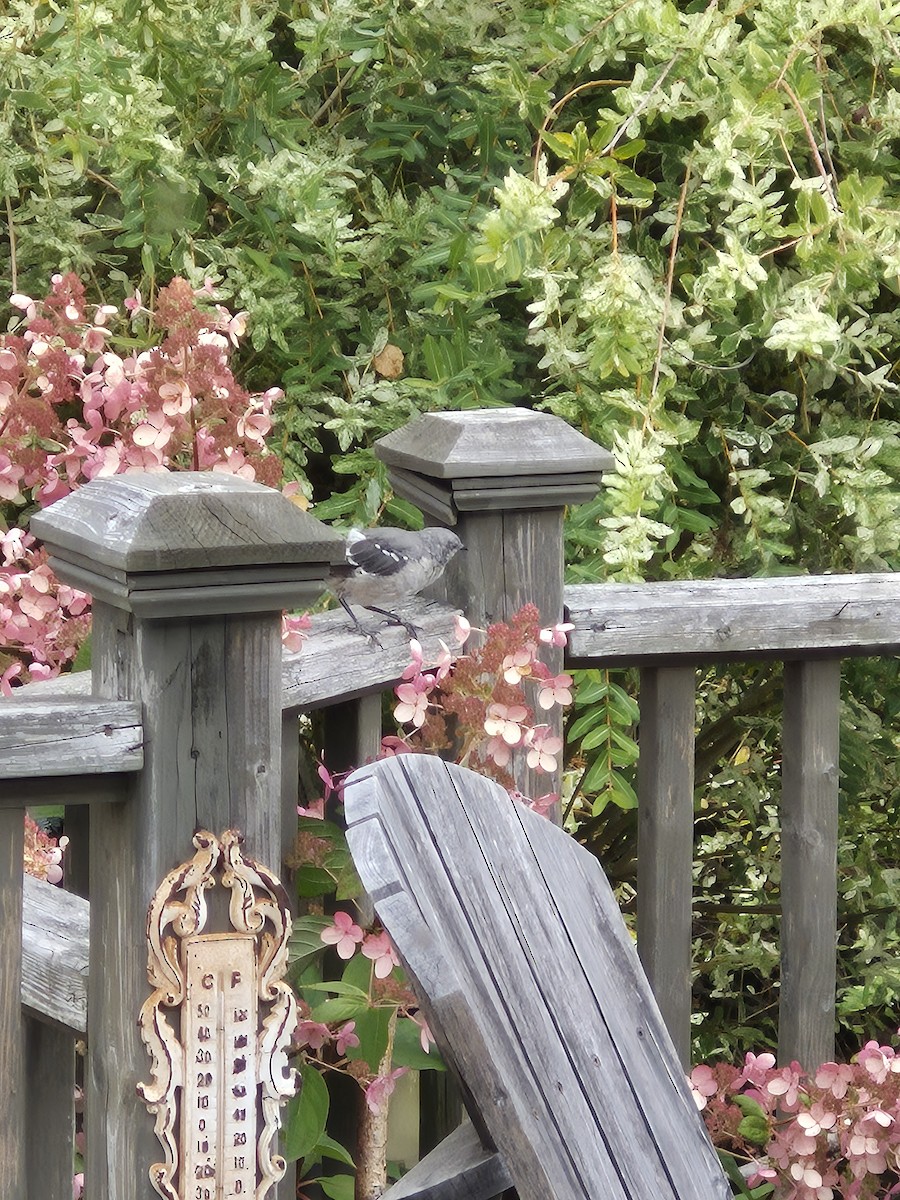 Northern Mockingbird - ML643131524