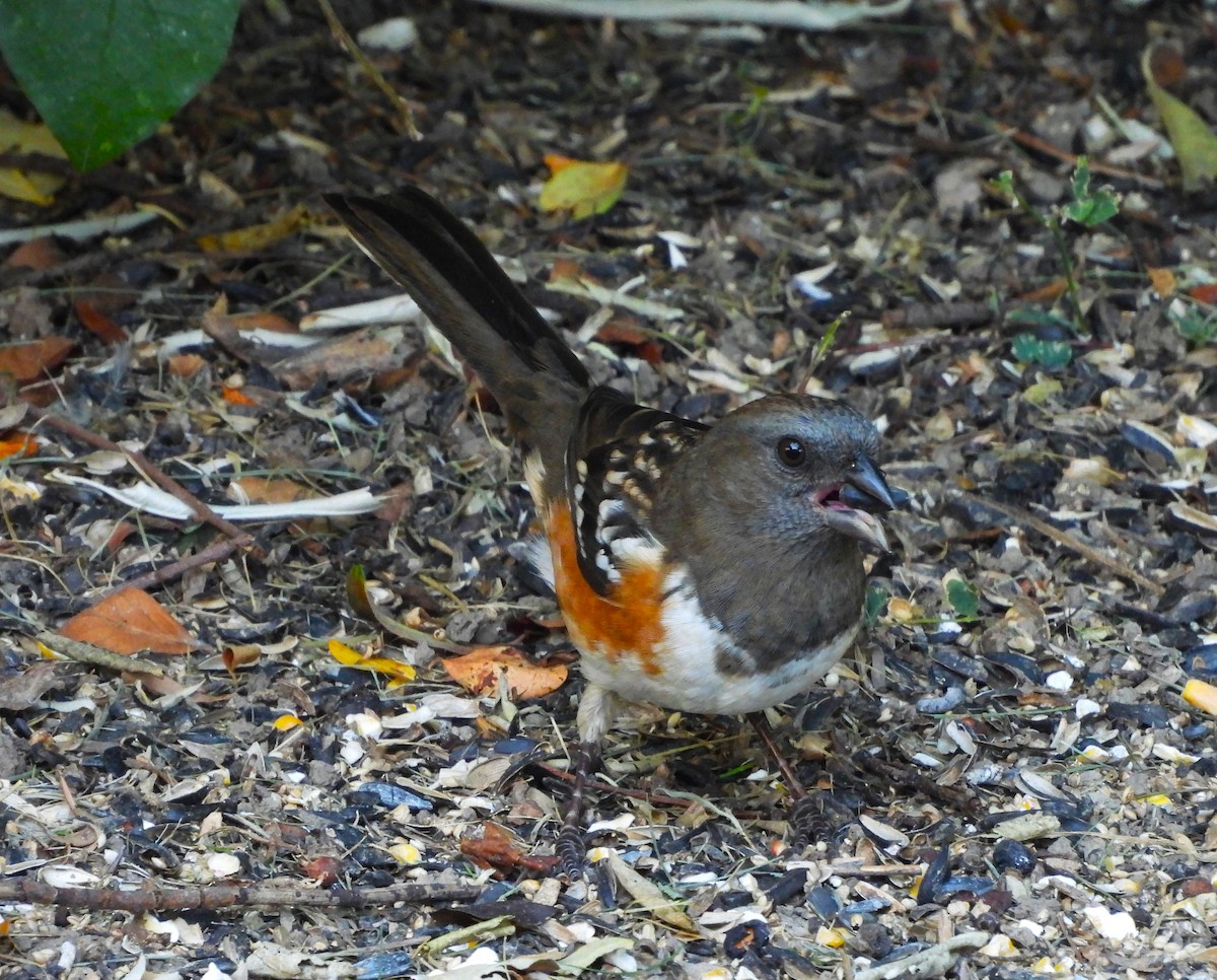 Spotted Towhee - ML643131528