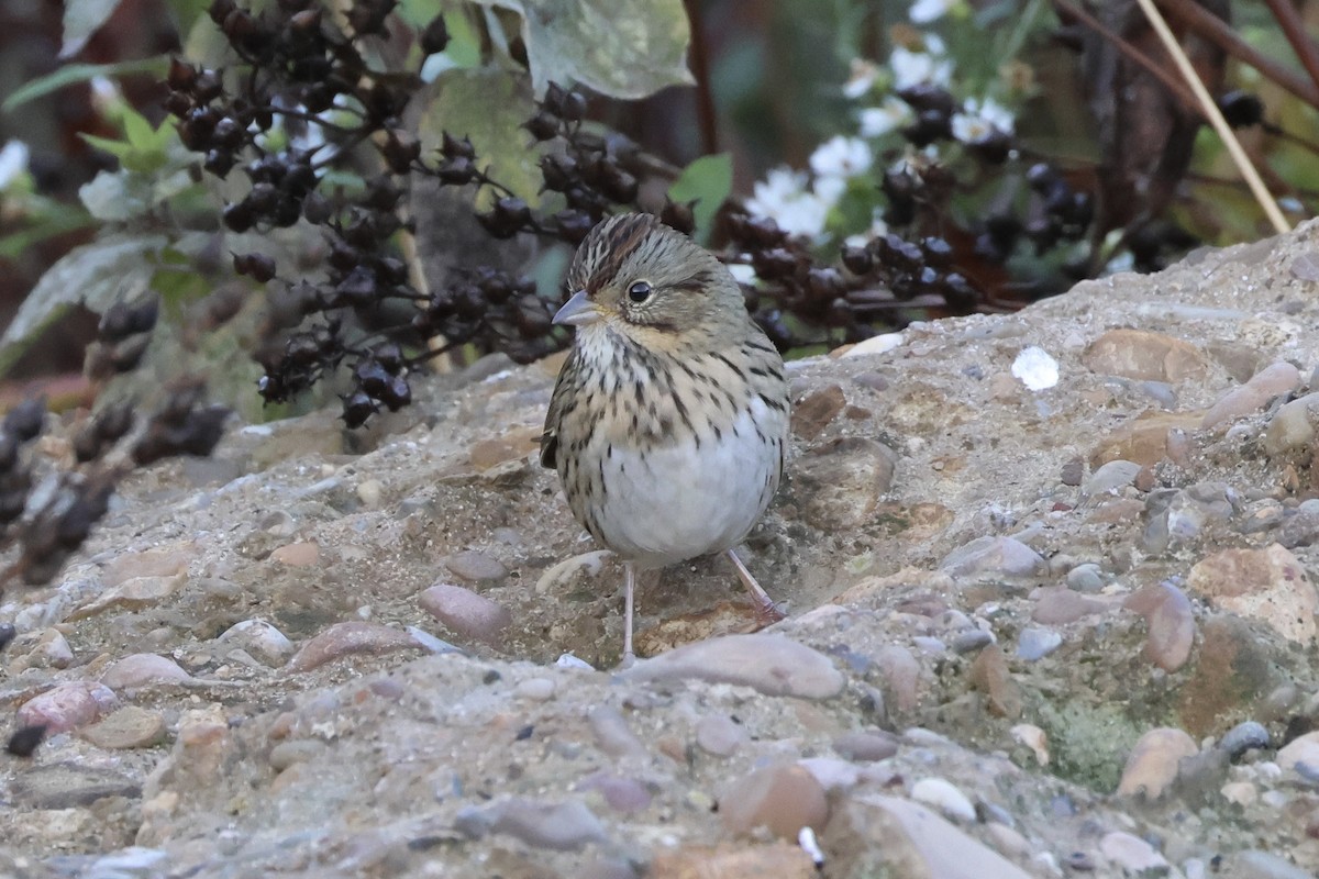 Lincoln's Sparrow - ML643131588