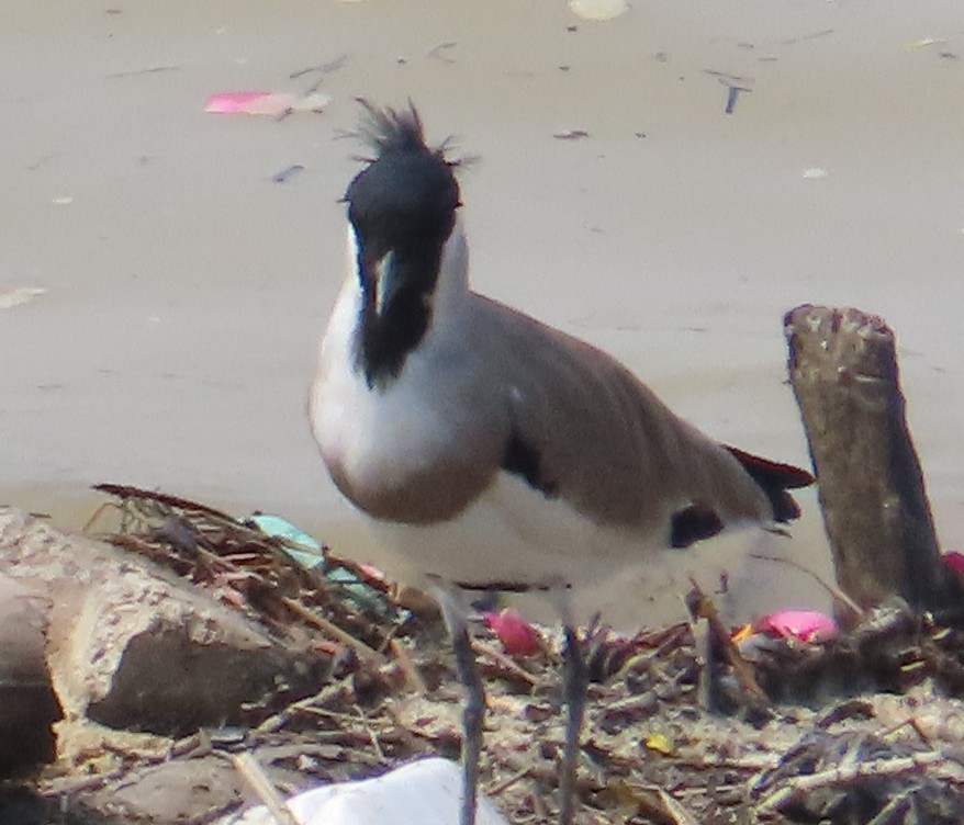 River Lapwing - ML643131611